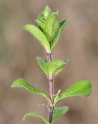 Image result for Cerastium glomeratum