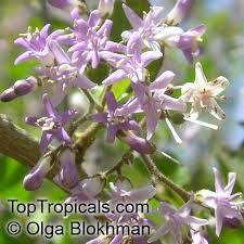 Image result for Ehretia rigida