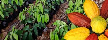 Maybe you would like to learn more about one of these? Fb Rasmi Lembaga Koko Malaysia Home Facebook