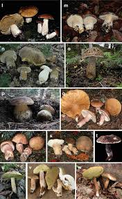 Image result for Boletus atkinsonii