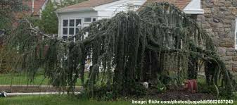 Unusual evergreen with attractive weeping branches with silvery blue needles. Small Or Dwarf Weeping Trees For Landscaping With Pictures