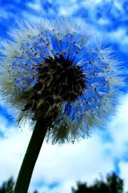 Xem Phim Online Flowers Photography Dandelion Dandelion Wish