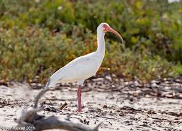 Image result for Ibis White 2014 AQ