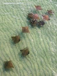 What are you waiting for? Cownose Ray Wikipedia