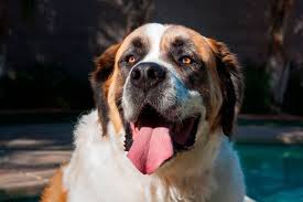 Bernard's focus is to help our employees and our customers realize their full potential. 7 Fakta Menarik Anjing Saint Bernard Tokoh Utama Dalam Film Beethoven