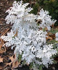 Image result for Cineraria pulchra