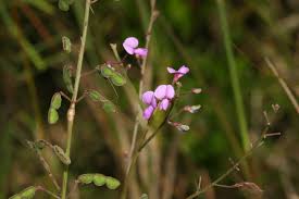 Image result for Desmodium subsecundum