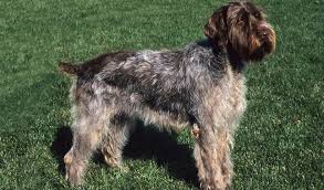 Wirehaired pointing griffon puppy for sale near texas, tyler, usa. Wirehaired Pointing Griffon Dog Breed Information