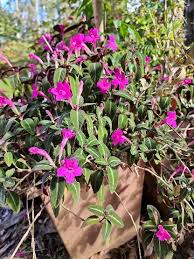 Image result for Ruellia makoyana