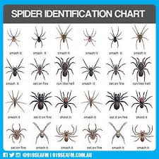 Spider Identification Texasbowhunter Com Community