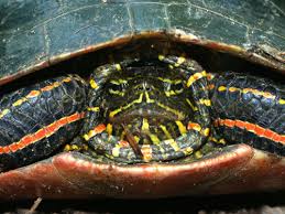 Painted Turtle Care Sheet