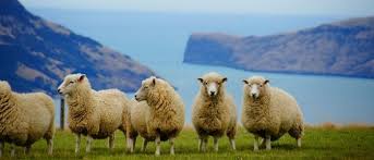 New zealand's rugged mountains, picturesque pastures and beaches, and active volcanoes create a landscape that delights travelers. Cheap Flights To New Zealand From Oslo Norway For 516 Travelfree