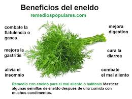 Eneldo Beneficios Y Contraindicaciones Medicinal Plants Herbs Health And Wellness