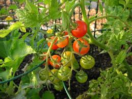 Low to high sort by price: Plant Sale Alert That Bloomin Garden
