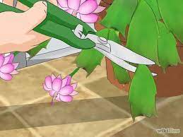 The various tips also explained in this article, like promoting blooming, are significant to growing a. How To Care For A Christmas Cactus Christmas Cactus Plant Christmas Cactus Care Christmas Cactus
