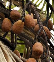 Image result for Hyphaene