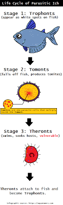 However, when goldfish health begins to decline (that is, when they get stressed by poor water conditions, overcrowding or poor nutrition), their. How To Treat Ich Outbreaks In Your Freshwater Fish