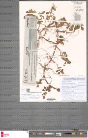 Image result for Heterotis decumbens