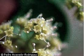 Image result for Pisonia aculeata