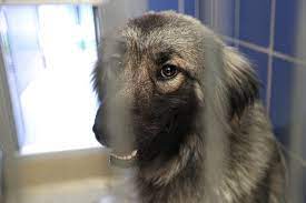 Check spelling or type a new query. Austin Pet Owners Make Heartbreaking Choices Amid Housing Uncertainty