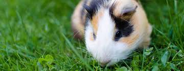 Serve only fresh, raw zucchini squash to your pet guinea pig. What Fruits Vegetables Can Guinea Pigs Eat Guinea Pig Food List