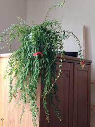 Des feuilles entre le rose et le vert tendre. Plante D Interieur Tombante A Fleurs Roses Plante Interieur Fleurs Tombantes Plante