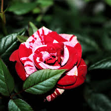 We did not find results for: Miniature Rose Bush Indoor Care Dengarden