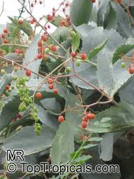 Image result for Cyphostemma tenuissimum