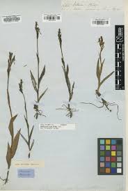Image result for Habenaria perpulchra