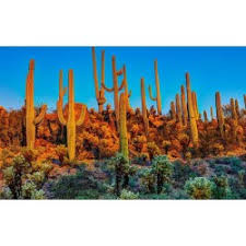 The saguaro cactus is composed of a tall, thick, fluted, columnar stem, 18 to 24 inches in diameter, often with several large branches (arms) curving upward in the most distinctive conformation of all southwestern cacti. Saguaro Cactus Seeds Carnegiea Gigantea Prijs 1 80