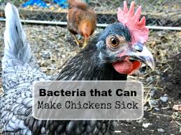 E coli symptoms in chickens. 4 Bacteria That Make Chickens Sick Timber Creek Farm
