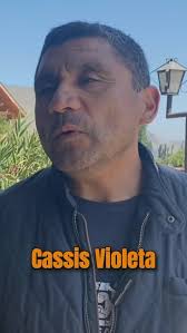 Con una atropellada de Grupo 1, Cassis Violeta (Midshipman