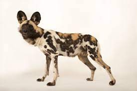 Maybe you would like to learn more about one of these? Photo Ark African Wild Dog National Geographic Society