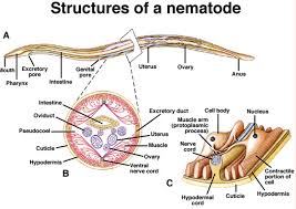 Image result for nematode