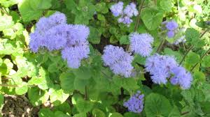 Image result for Ageratum
