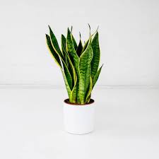 These tropical plants are some of the best indoor air purifiers, removing formaldehyde and nitrogen oxide from interior air each night. Snake Plant Sansevieria Trifasciata Mother In Laws Tongue Oxy Plants