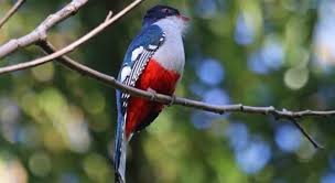 Pink blue green white 4) what bird has such a long tail that, when taking flight. Which Bird Is Pictured Below Trivia Questions Quizzclub