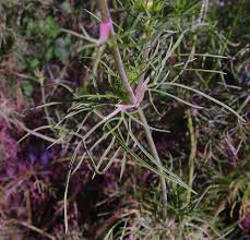 Image result for Cosmos bipinnatus