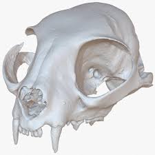 Cat Skull 1m Raw Scan 3d Model Ad Skull Cat Raw Model Cat Skull Skull Skull Anatomy