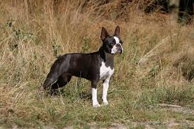Image result for boston terrier