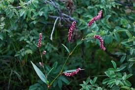 Image result for Persicaria madagascariensis