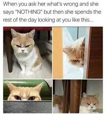 You Just Have To Say That You Re Fine Meme Pretty Accurate Funny Cat Memes Animal Memes Funny Memes About Life