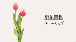 Acaね （ずっと真夜中でいいのに。） 曲などつくっています japanいます 2nd full album 『ぐされ』 2021.02.10 release www.youtube.com/zutomayo. åˆ‡èŠ±å›³é'' ãƒãƒ¥ãƒ¼ãƒªãƒƒãƒ— èŠ±è¨€è'‰ å‡ºå›žã‚Šæ™‚æœŸ èŠ±ã‚‚ã¡ é£¾ã‚Šæ–¹ åˆ‡èŠ±æƒ…å ±ã‚µã‚¤ãƒˆ ãƒãƒŠãƒ©ãƒœãƒŽãƒ¼ãƒˆ