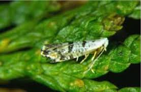 Image result for argyresthia thuiella thuja symptoms