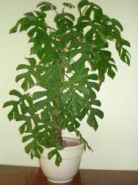 Rhaphidophora Tetrasperma Foro De Infojardin Plantas De Follaje Plantacion De Arboles Decoracion Plantas