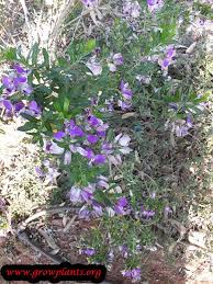 Image result for Polygala myriantha