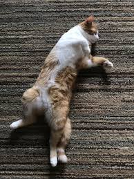 We did not find results for: Does Ur Cat Sleep On Their Back Cat Sleeping Cats Animals