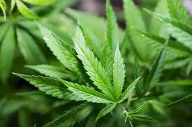 Luxembourg, country in northwestern europe. Luksemburg Akan Jadi Negara Eropa Pertama Yang Legalkan Ganja