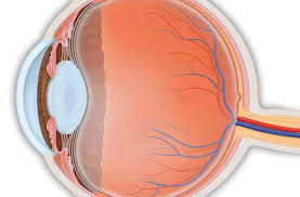 Image result for Retinal Anatomy