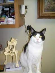 Vca north academy animal hospital. Healthy Pets Animal Hospital 5195 Fontaine Blvd Ste 4 Fountain Co Veterinarians Mapquest